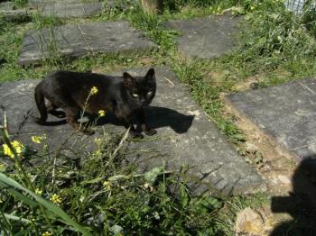 o Bild von Orson
