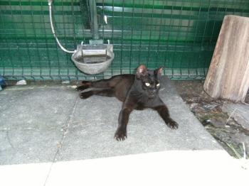 o Bild von Orson