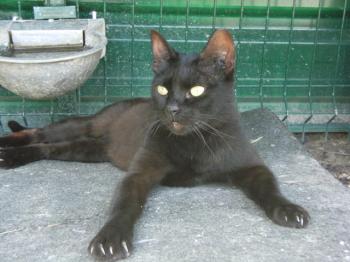 o Bild von Orson