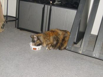 Bild von Patches
