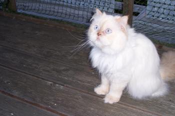 b Bild von Bolita