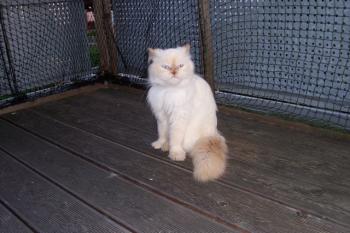 b Bild von Bolita