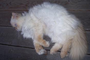 b Bild von Bolita