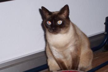 s Bild von Sia