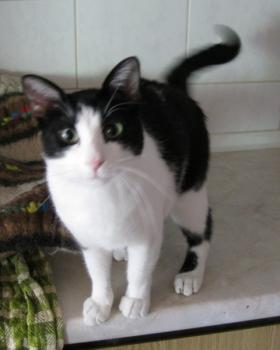 Felix Bild von Felix