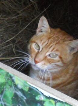 o Bild von Obelix