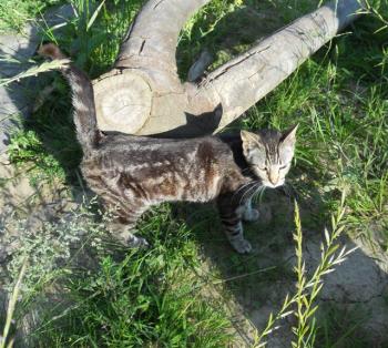 c Bild von Calvin