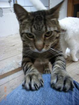 p Bild von Pio