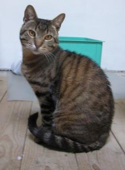p Bild von Pio