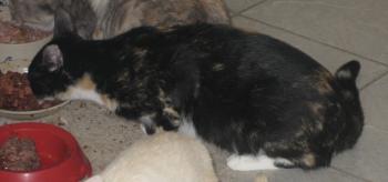 Bild von Uri