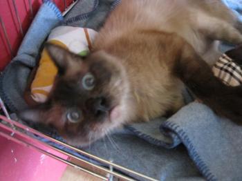 b Bild von Brownie