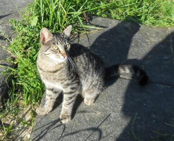 tt Bild von Tristan