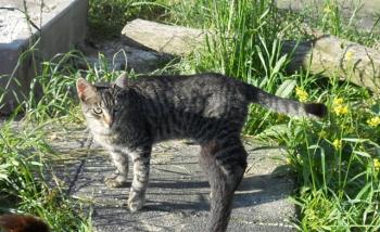 t Bild von Tristan