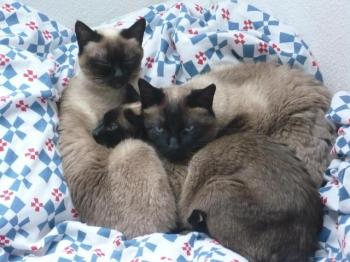 Siamesen Bild von Biscuit