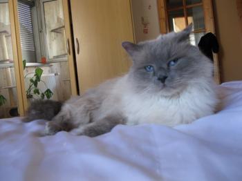 p Bild von Pepe