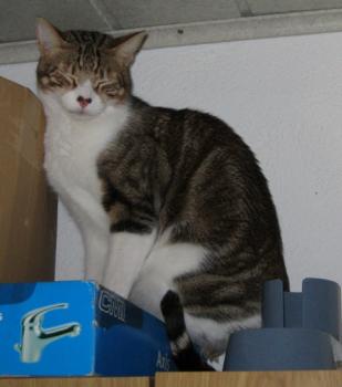 h Bild von Hansel