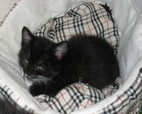 k Bild von Bijou