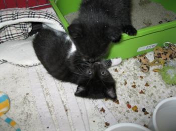 k Bild von Bijou