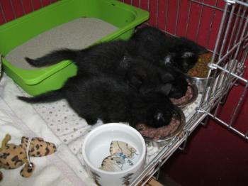 k Bild von Bijou
