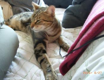 a Bild von Ankor