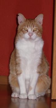 g Bild von Gustl