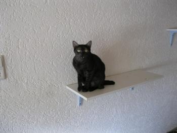 k Bild von Pino