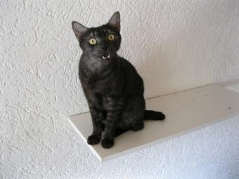 k Bild von Pino