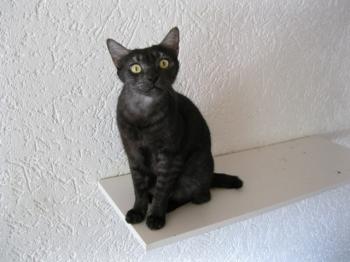 k Bild von Pino