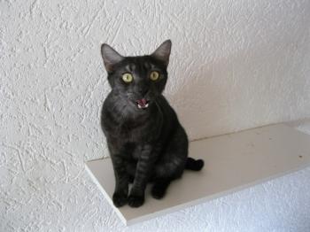 k Bild von Pino