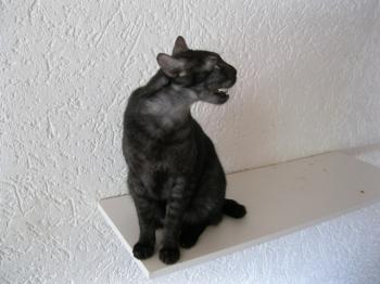 k Bild von Pino
