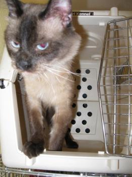 b Bild von Brownie