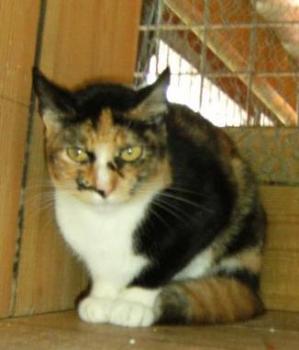 Dorotea Bild von Dorotea