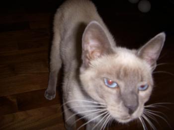 s Bild von Sammy