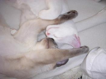 s Bild von Sammy
