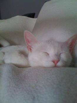b Bild von Blancanieves