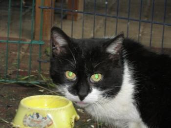 f Bild von Findus