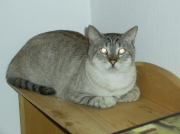 Clarence Bild von Clarence