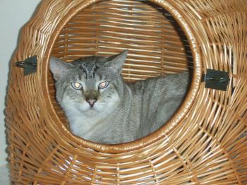 Clarence Bild von Clarence