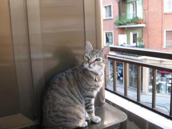 t Bild von Tiger