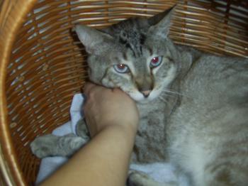 Clarence Bild von Clarence