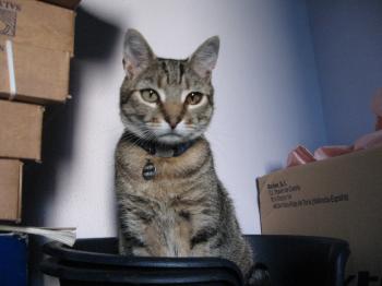 t Bild von Tiger
