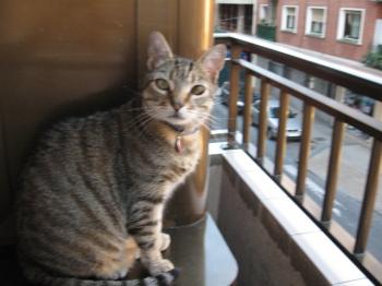 t Bild von Tiger
