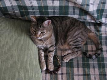 t Bild von Tiger