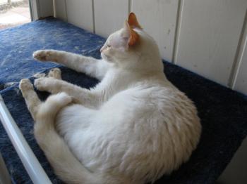 b Bild von Blanquita