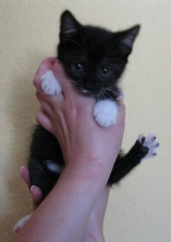 b Bild von Bijou