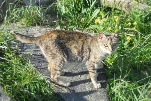 t Bild von Tigra