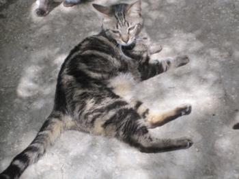 g Bild von Gray