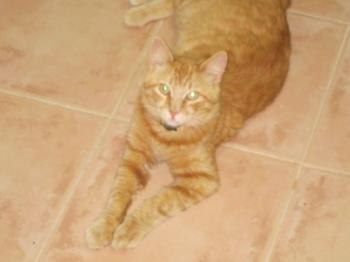 p Bild von Pepe