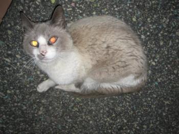 g Bild von Güelo