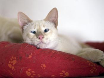 c Bild von Cashew